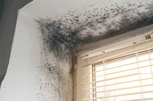 Affordable Mold Cleanup solutions in Onancock, VA